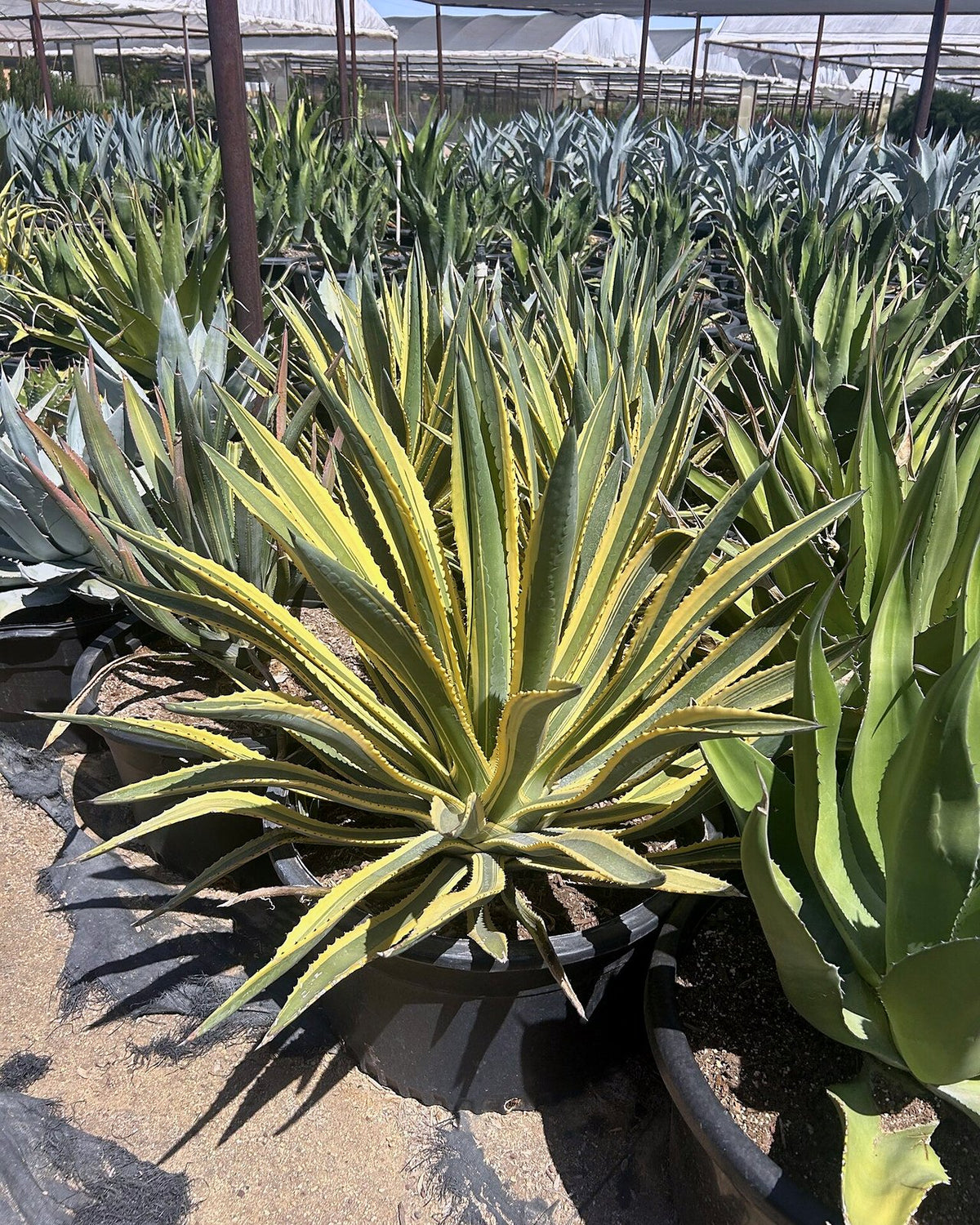 Variegated Murphey's Agave