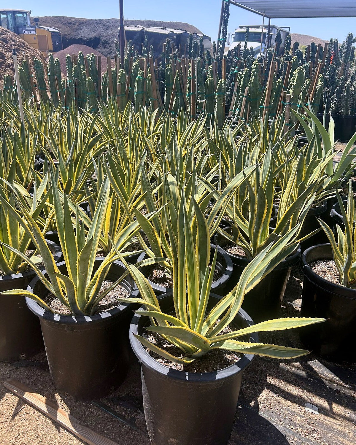 Variegated Murphey's Agave