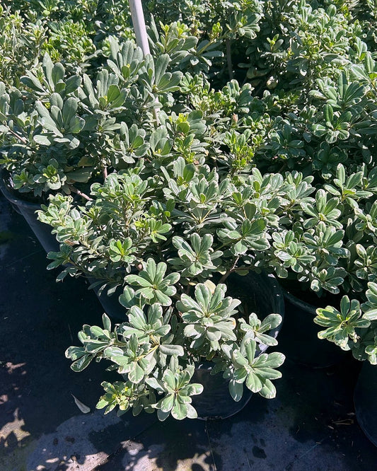 Variegated Pittosporum