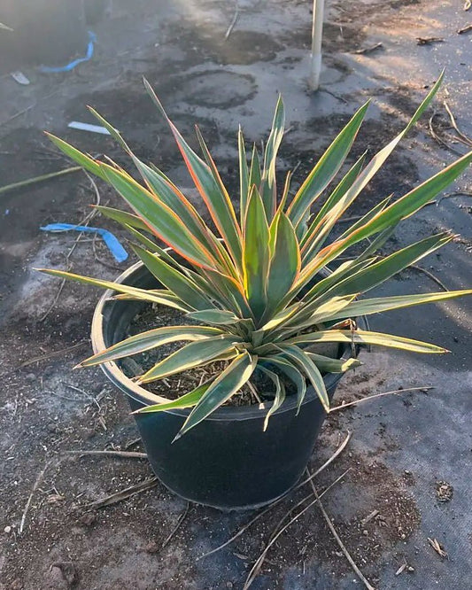 Variegated Soft Leaf Yucca