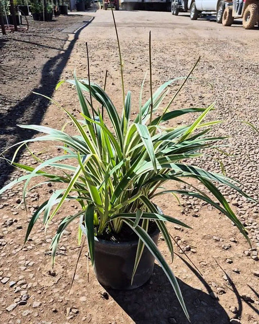 Varigated Flax Lily