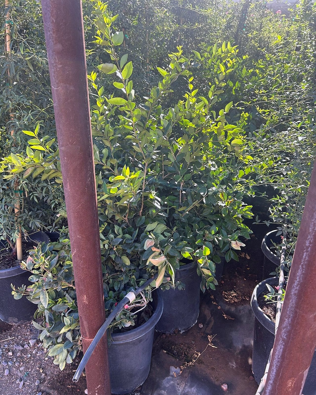Wax Leaf Privet Bush
