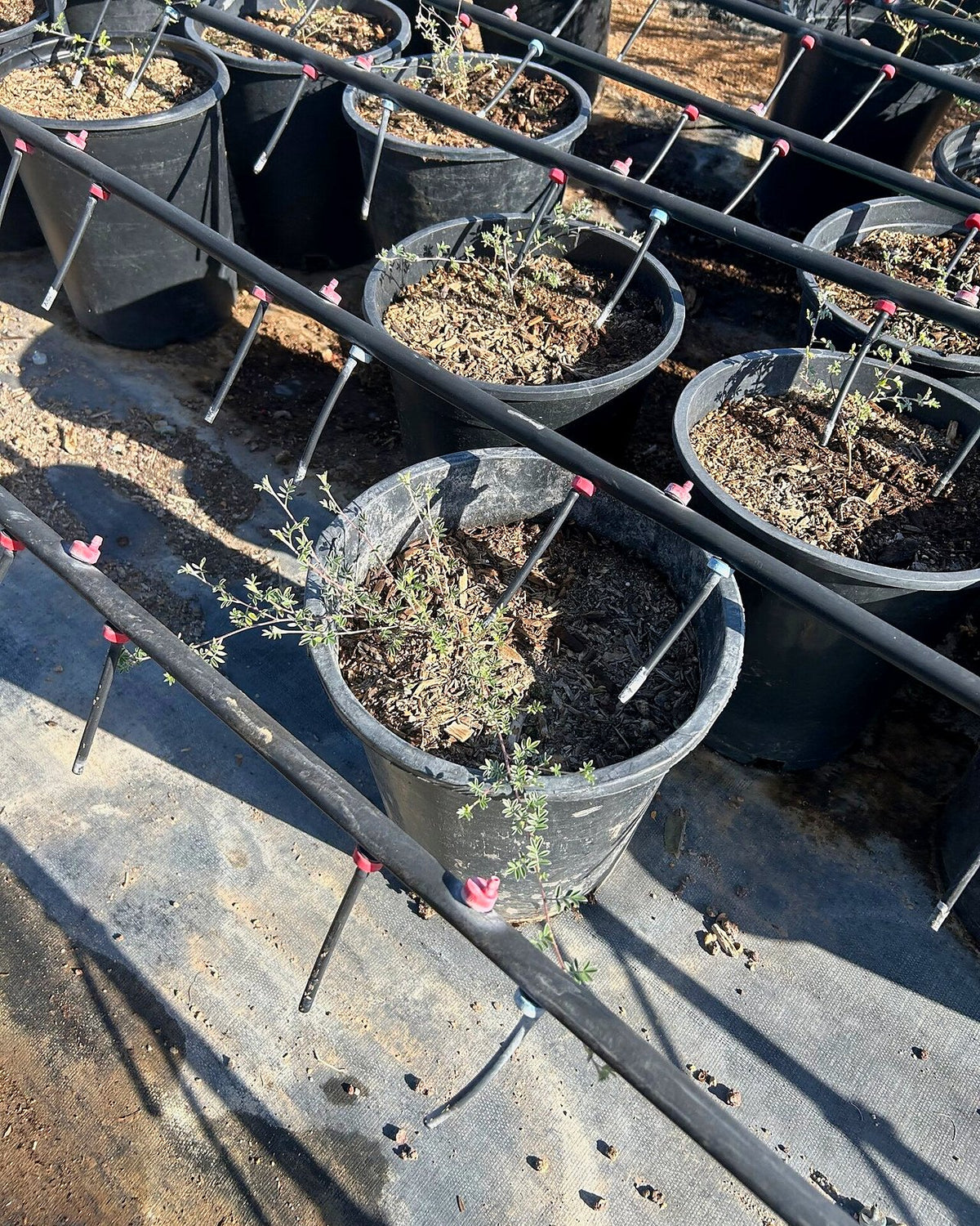 Trailing Indigo
