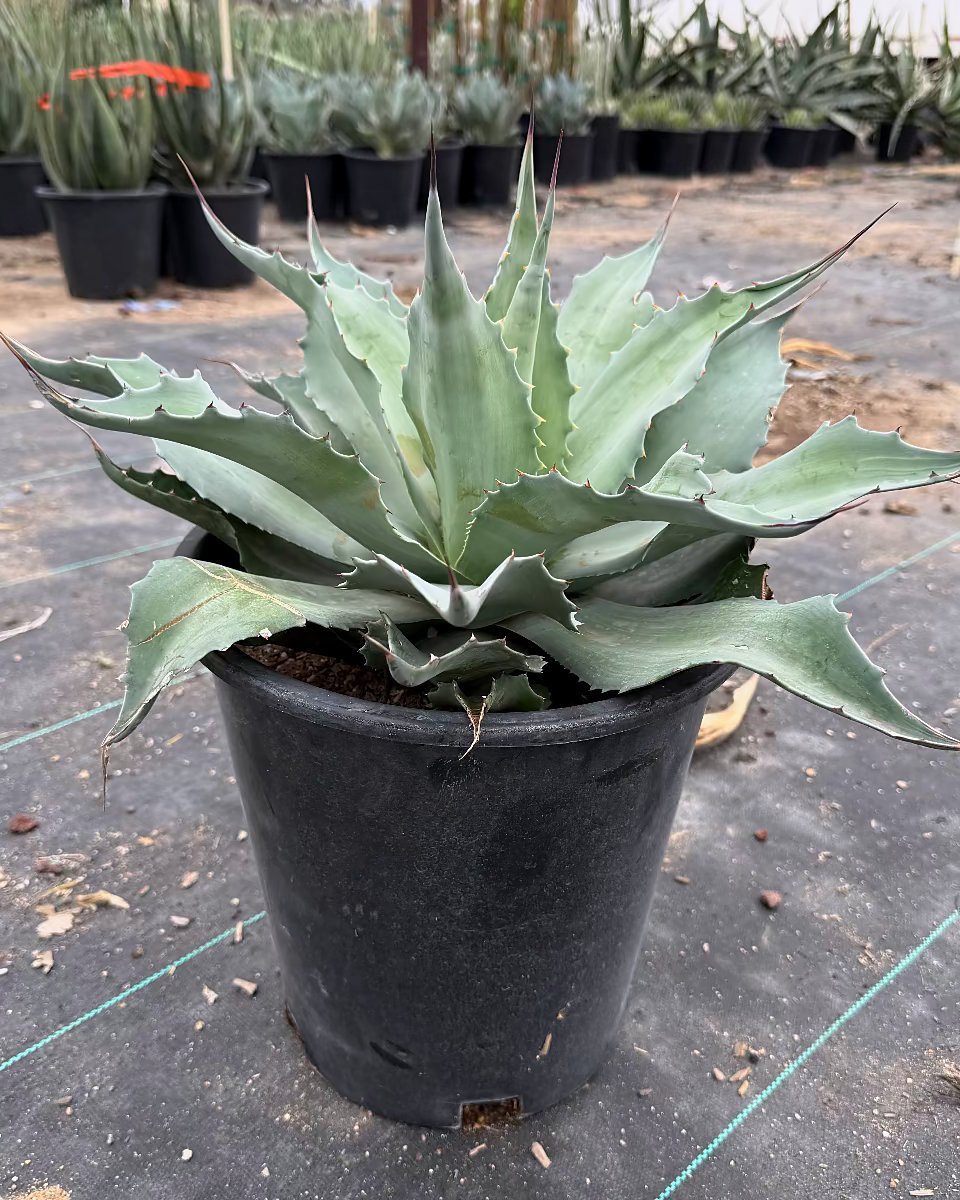 Whale's Tongue Agave