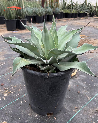 Whale's Tongue Agave
