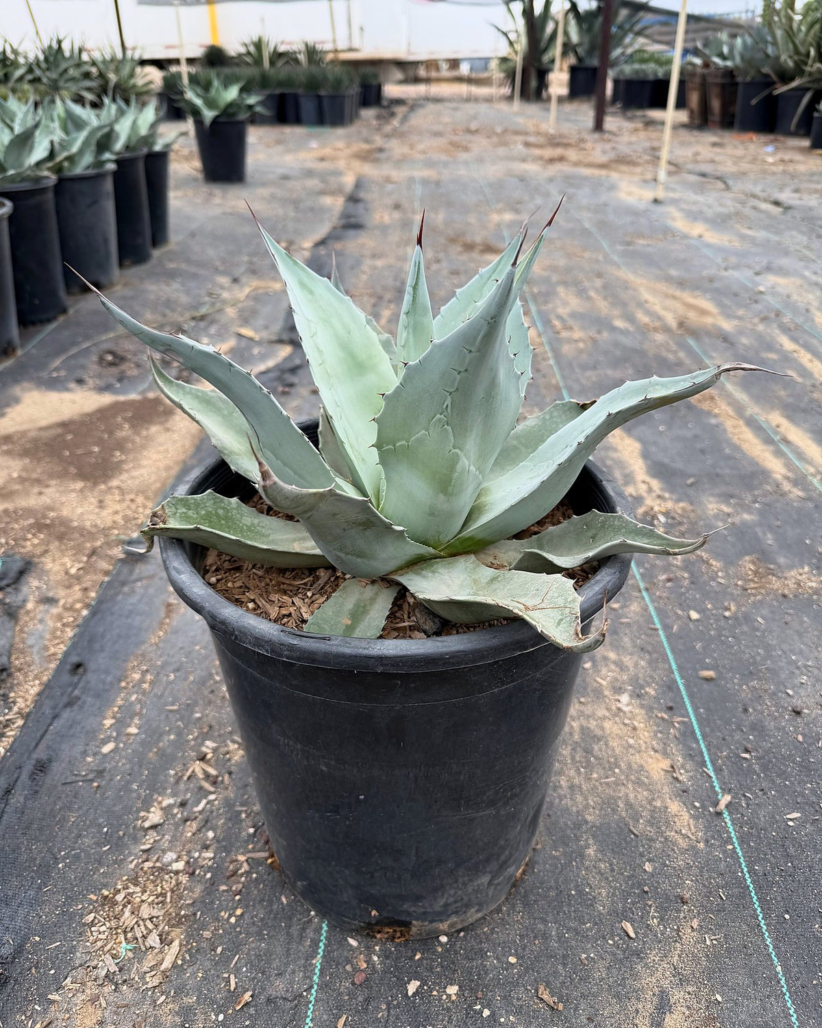 Whale's Tongue Agave