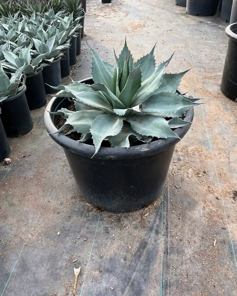 Whale's Tongue Agave