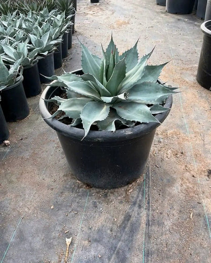 Whale's Tongue Agave