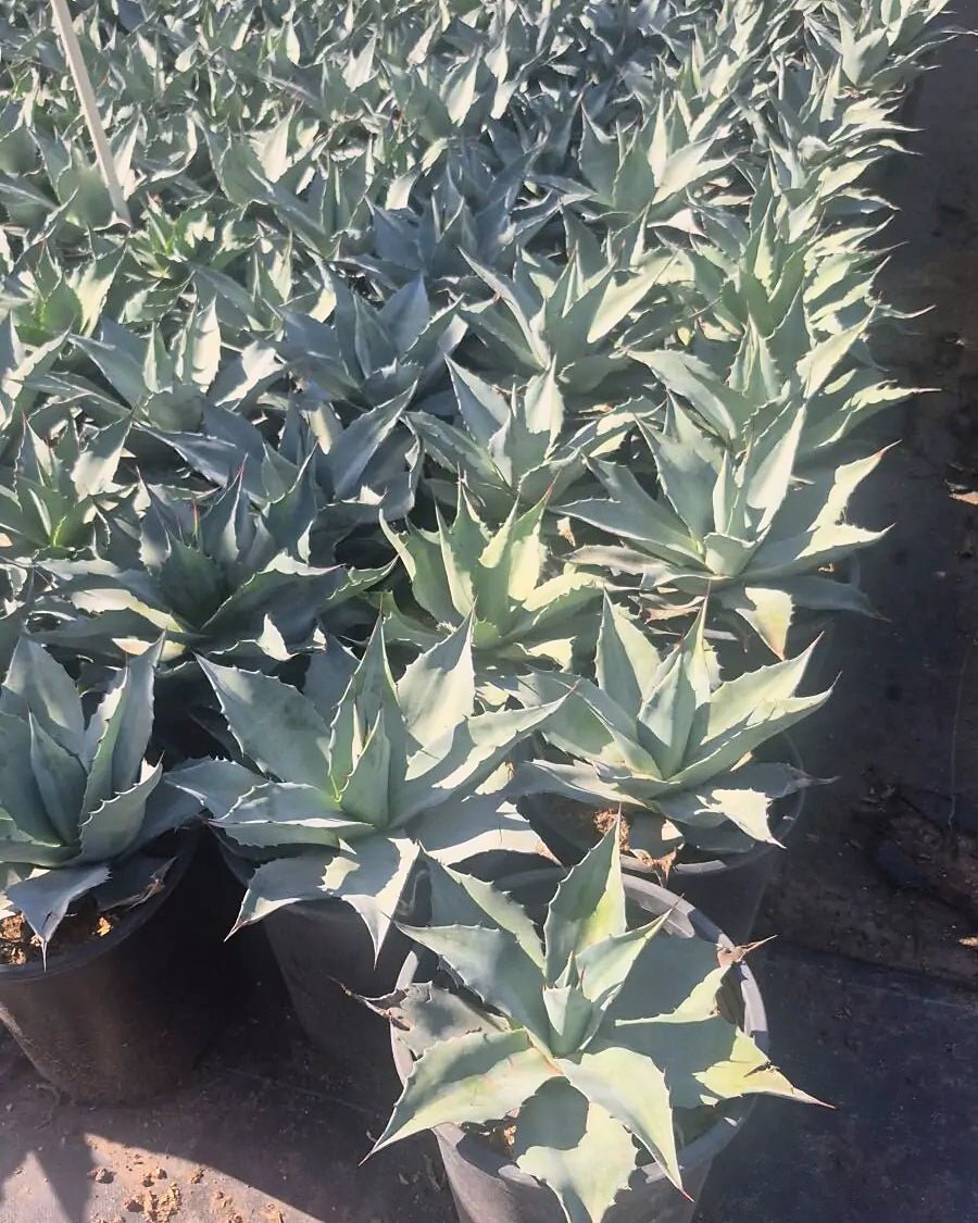 Whale's Tongue Agave