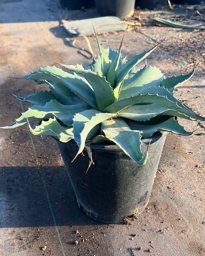 Whale's Tongue Agave