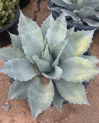 Whale's Tongue Agave