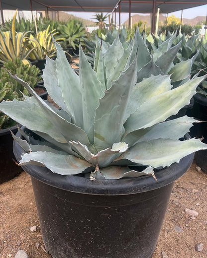 Whale's Tongue Agave