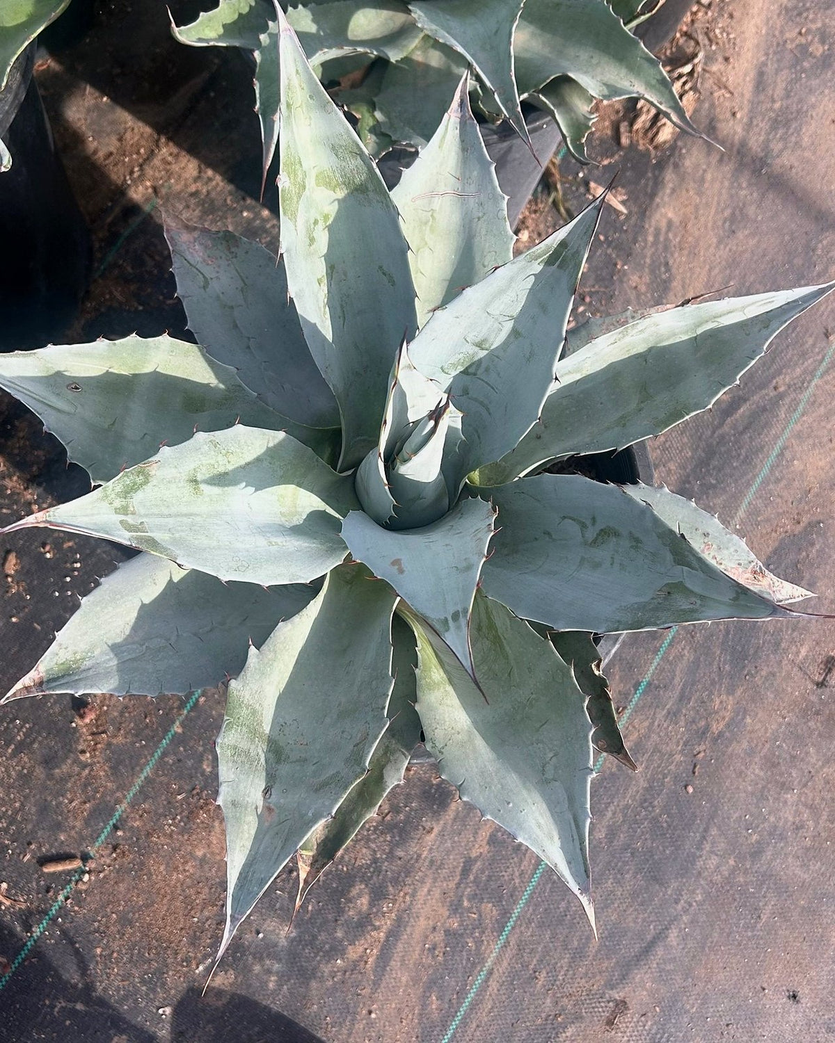 Whale's Tongue Agave