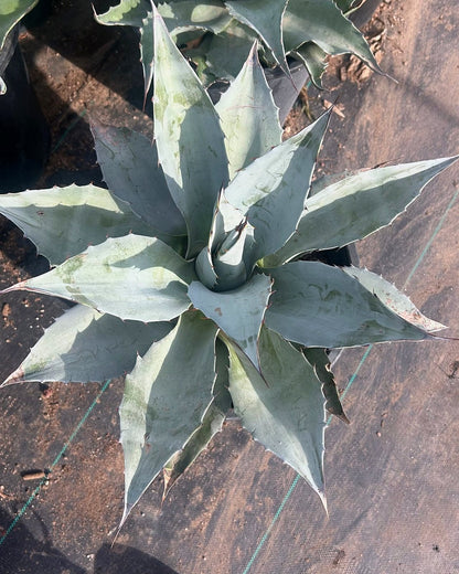 Whale's Tongue Agave