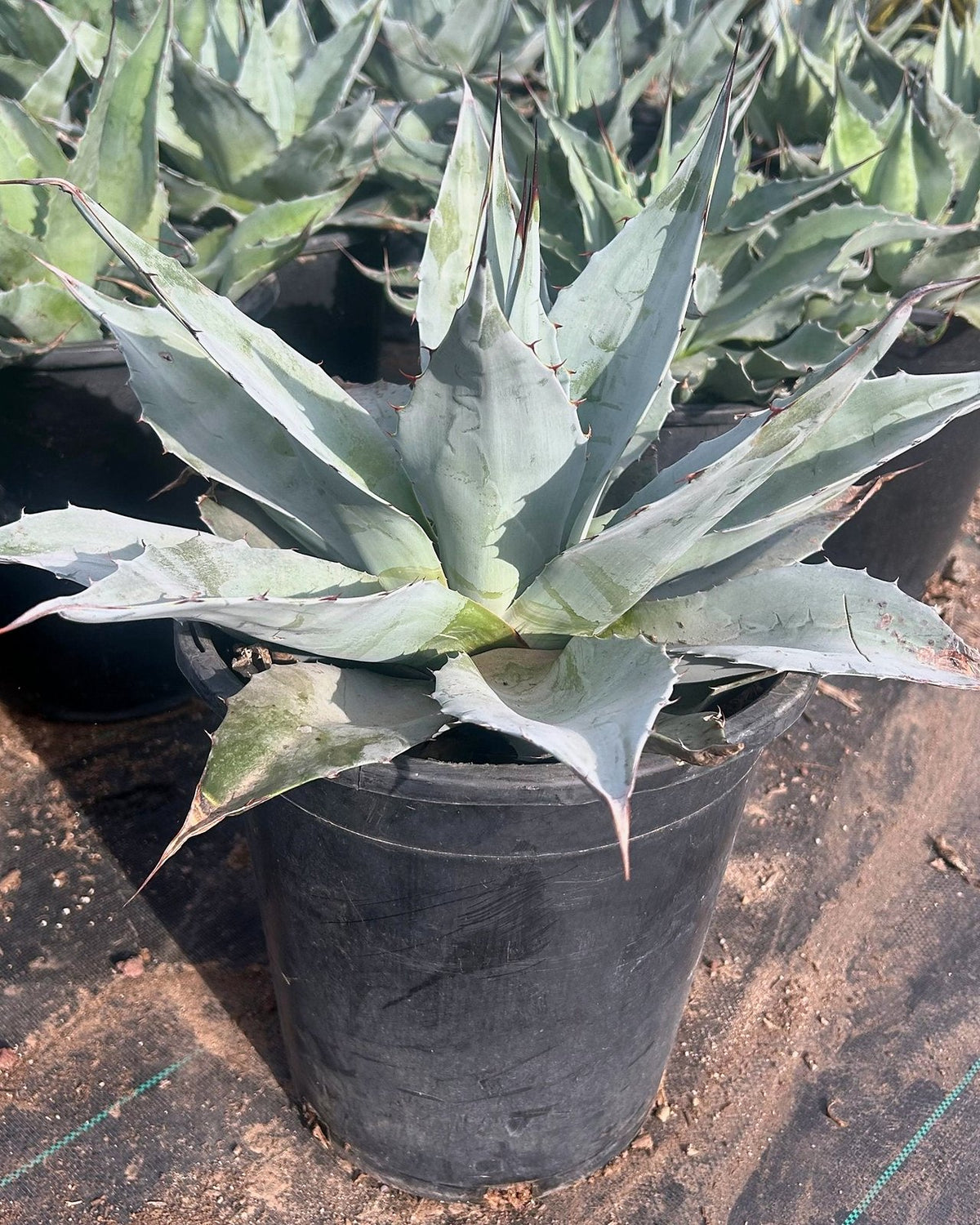 Whale's Tongue Agave