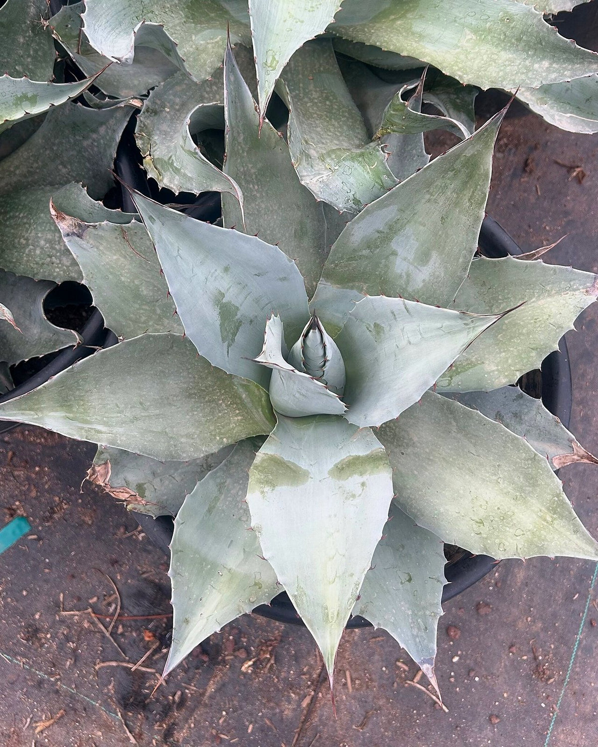 Whale's Tongue Agave