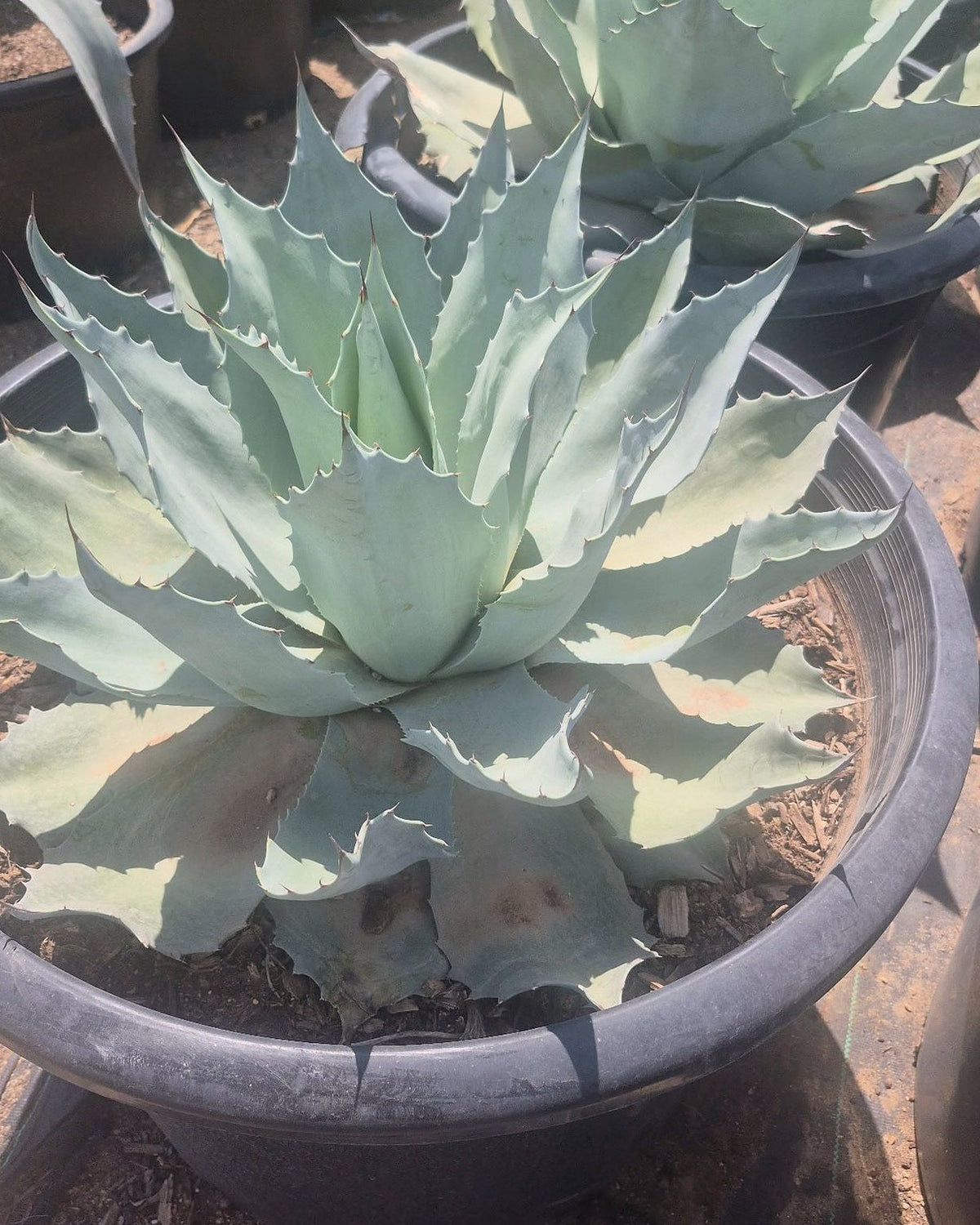 Whale's Tongue Agave