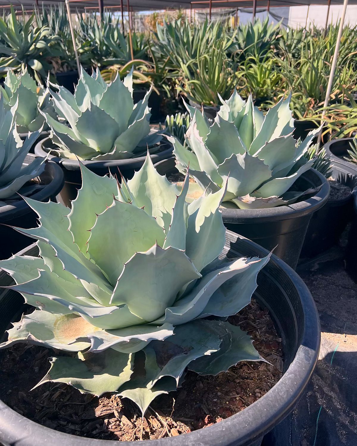 Whale's Tongue Agave
