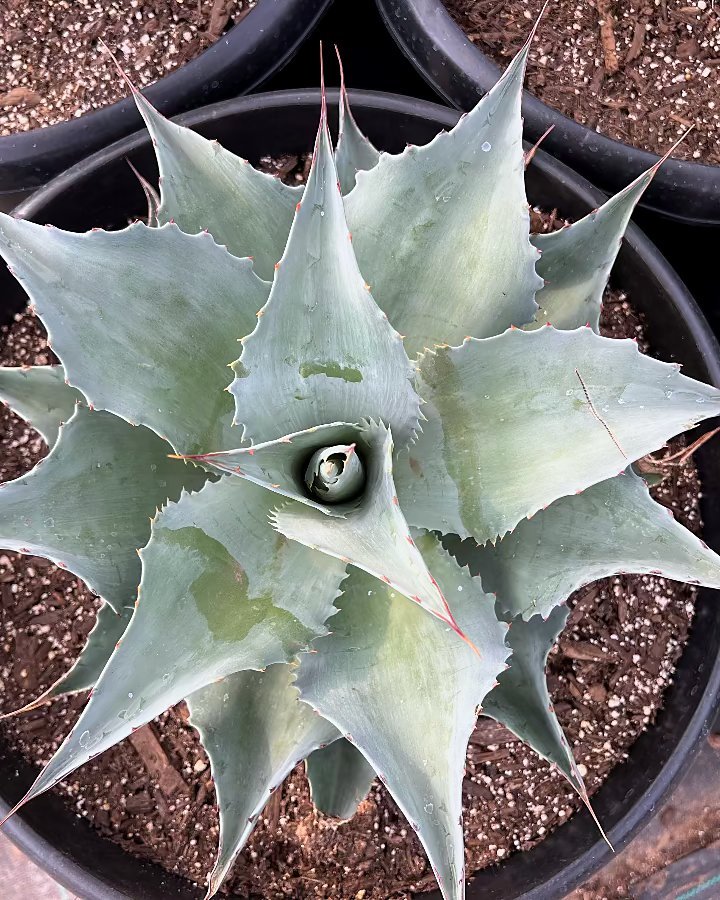 Whale's Tongue Agave