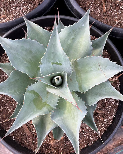 Whale's Tongue Agave