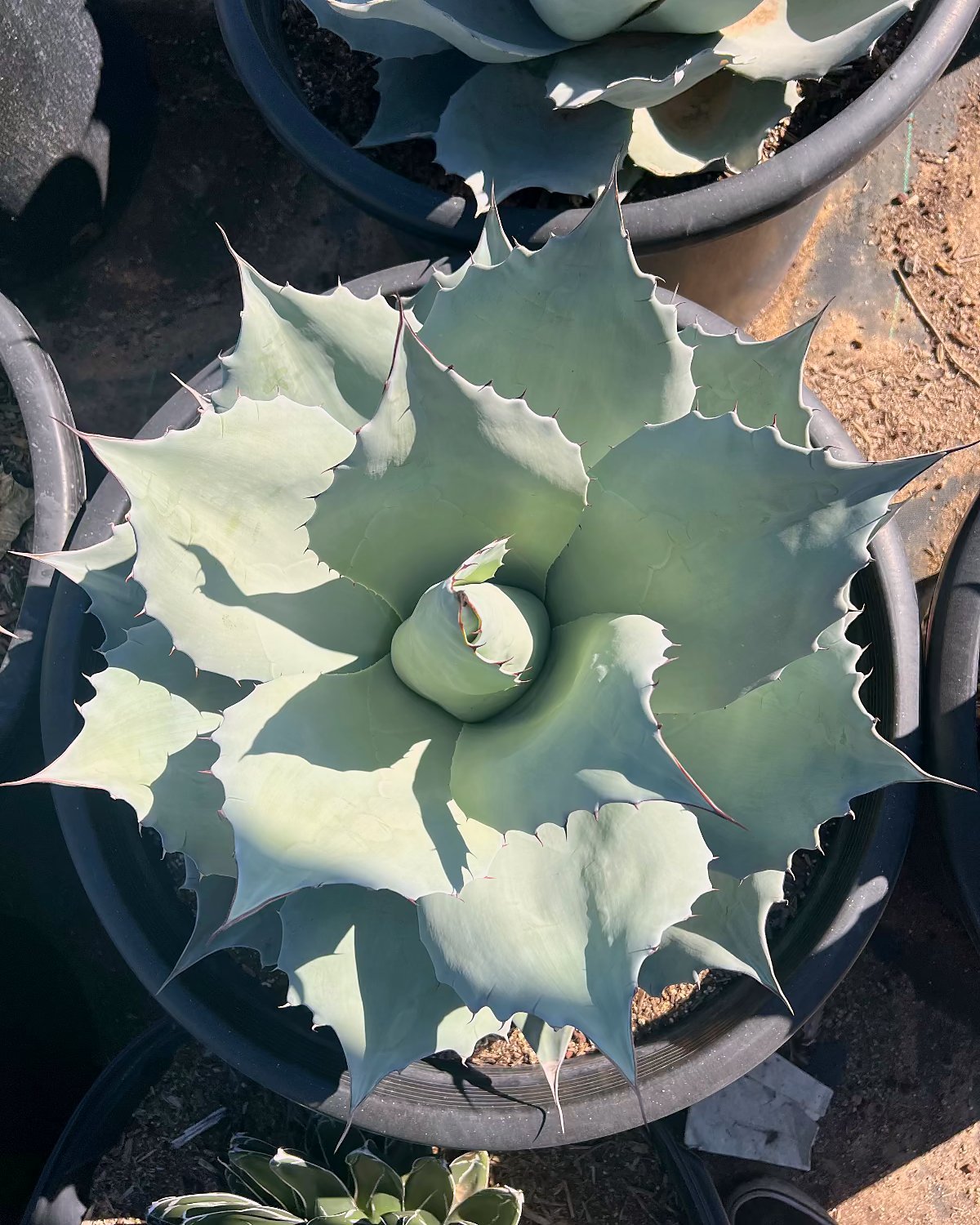 Whale's Tongue Agave