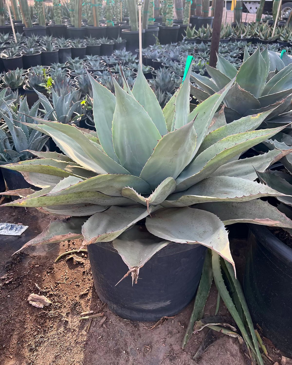 Whale's Tongue Agave