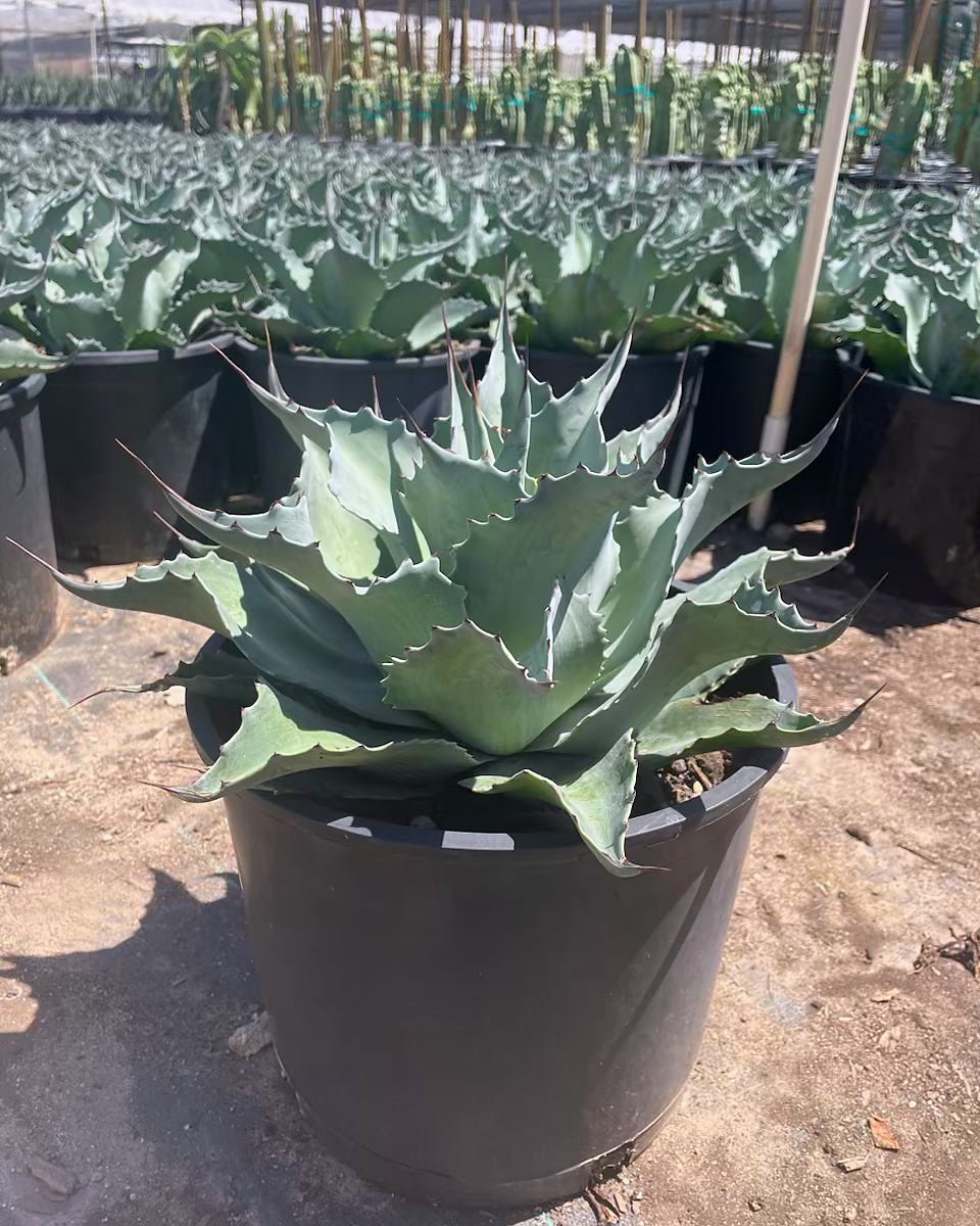 Whale's Tongue Agave