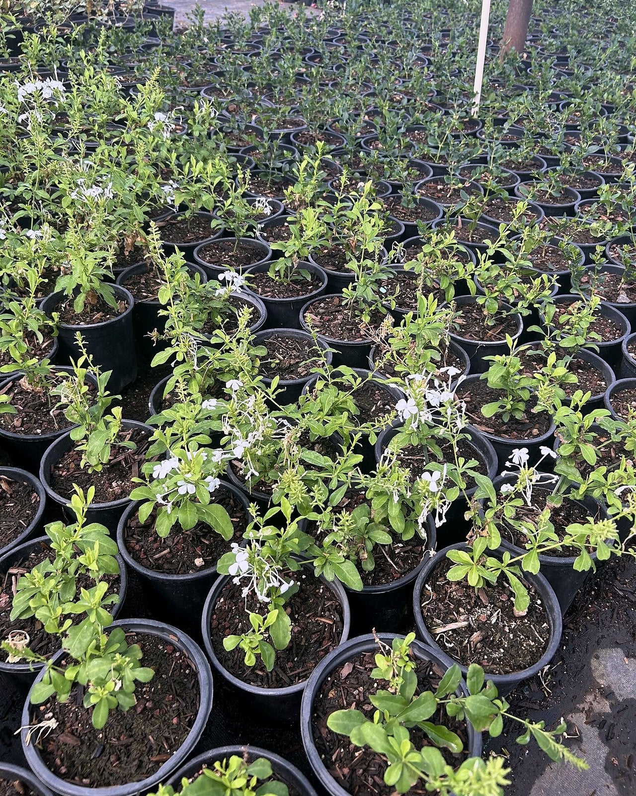 White Cape Plumbago