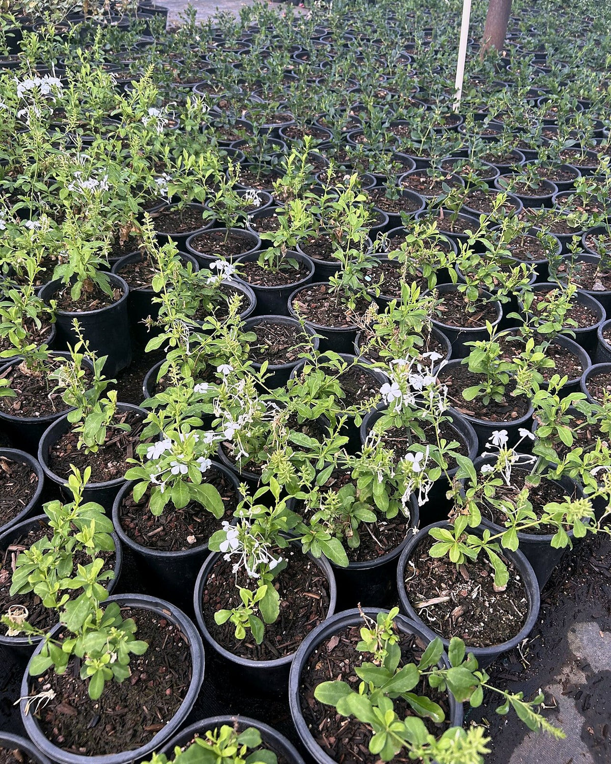 White Cape Plumbago