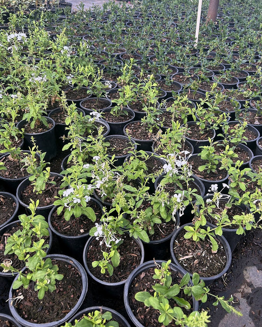 White Cape Plumbago