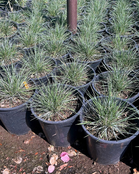Pine Muhly Grass