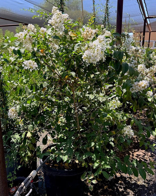 White Crape Myrtle Tree