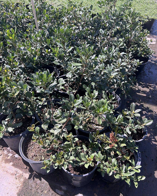 White Indian Hawthorne