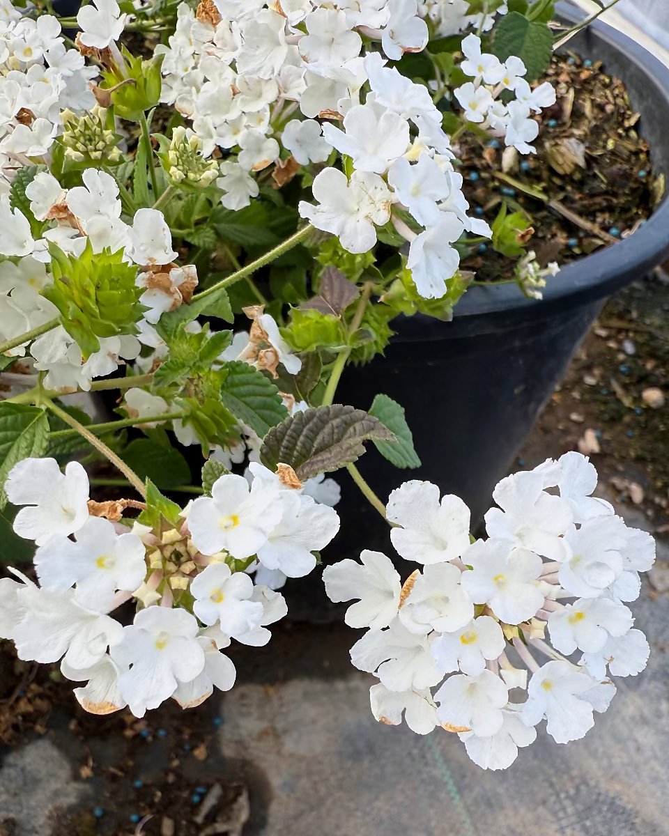 White Trailing Lantana