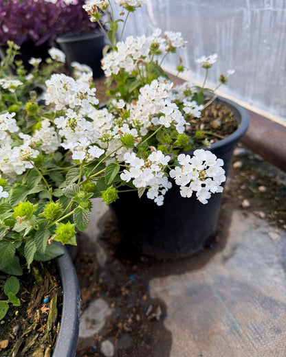 White Trailing Lantana