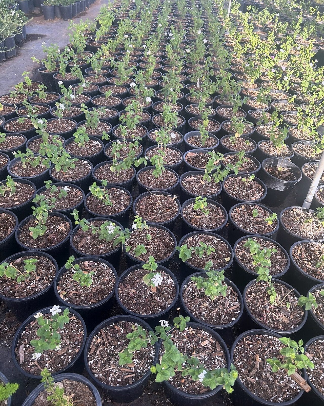White Trailing Lantana