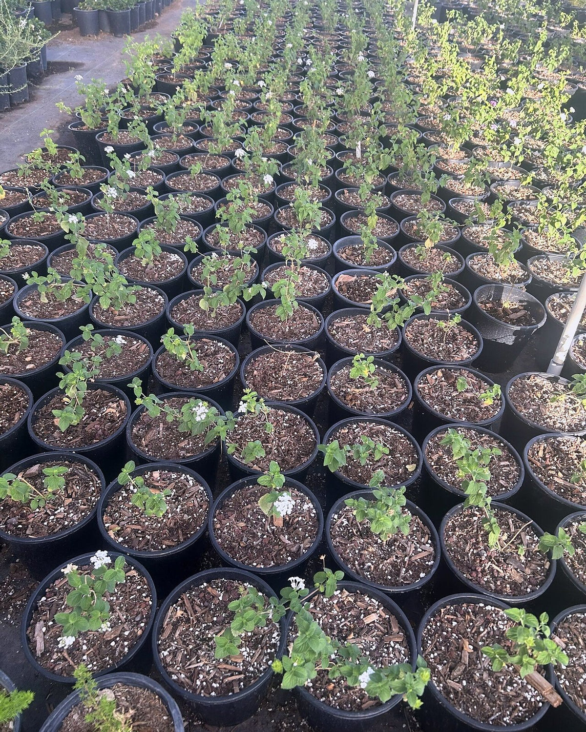 White Trailing Lantana
