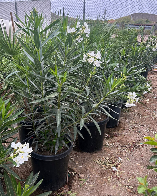 White Oleander