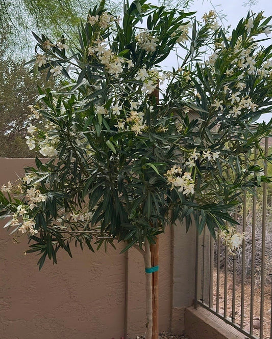 White Oleander Tree