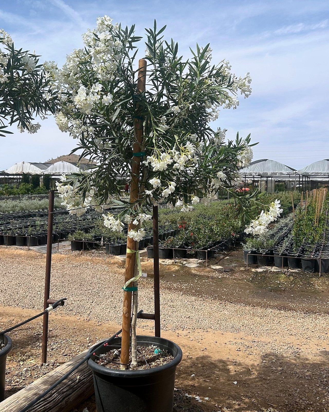 White Oleander Tree