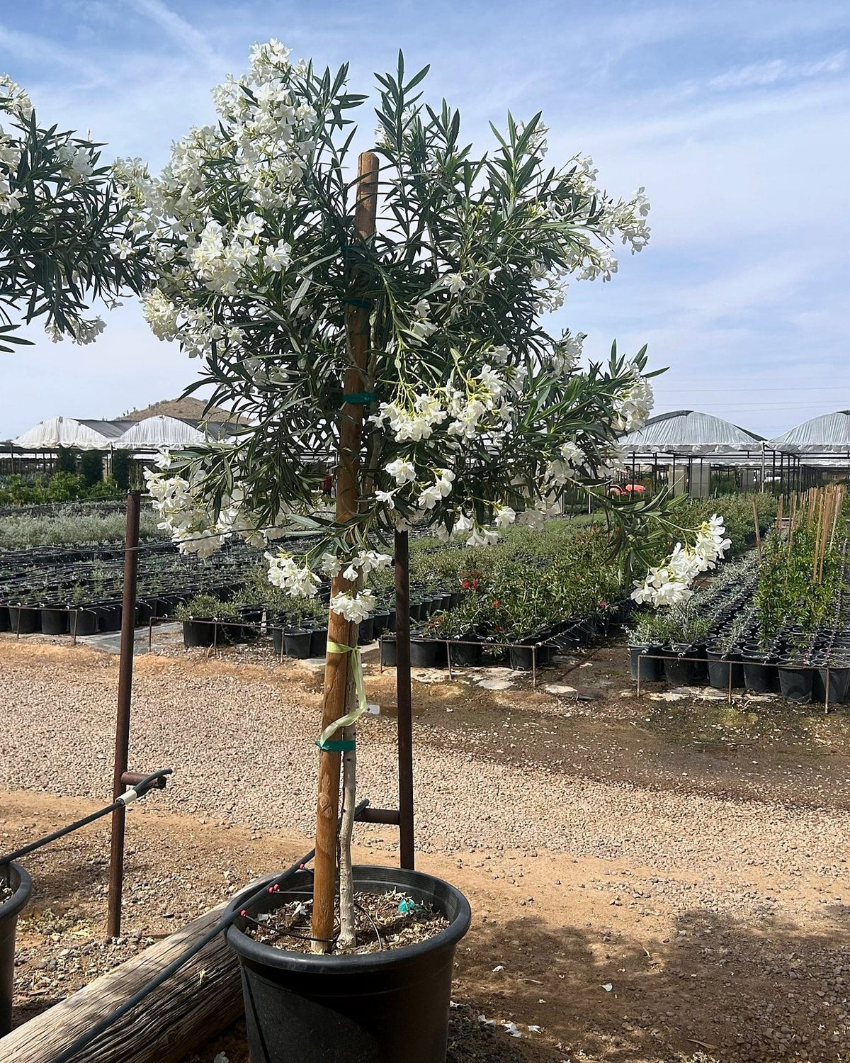 White Oleander Tree