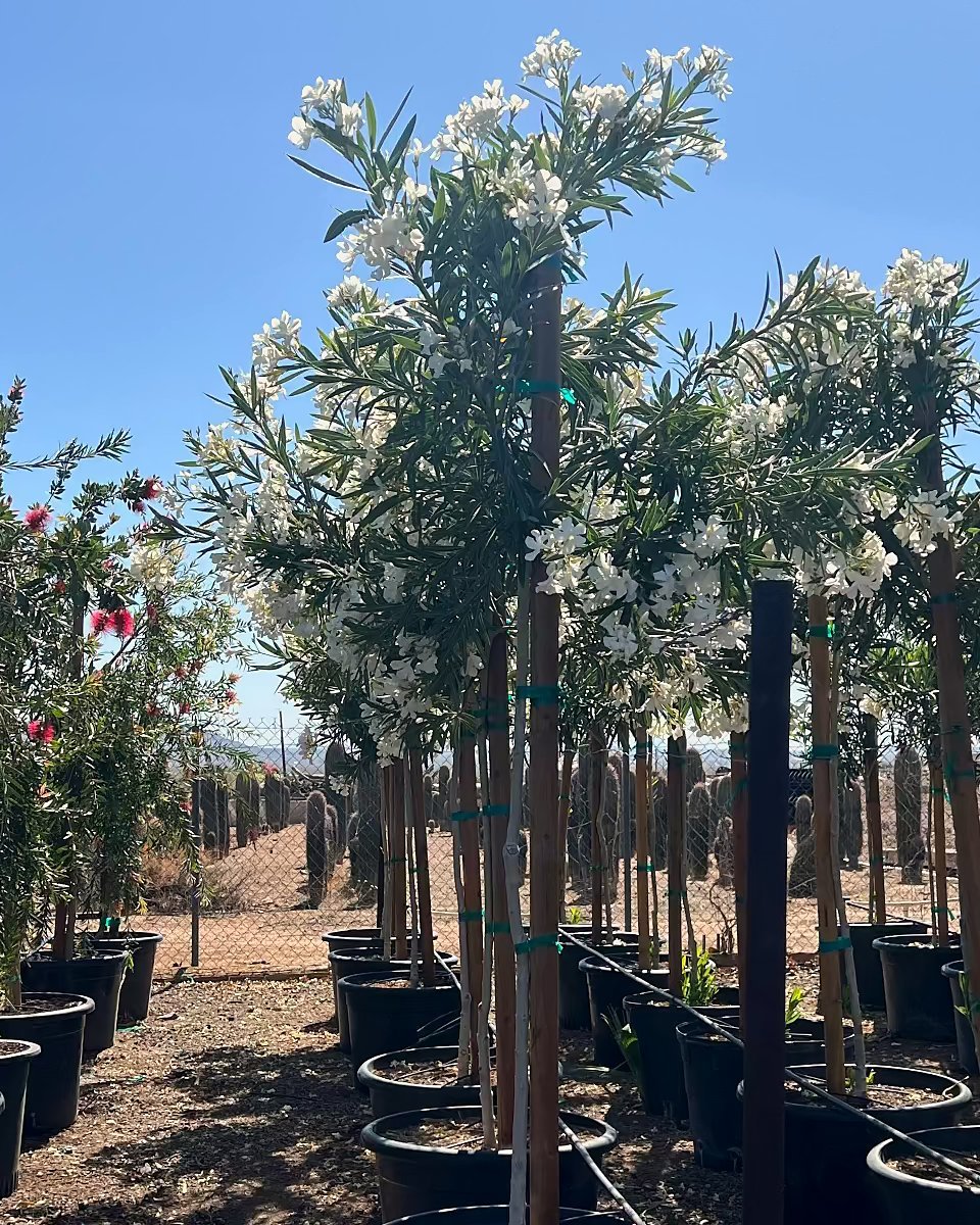 White Oleander Tree