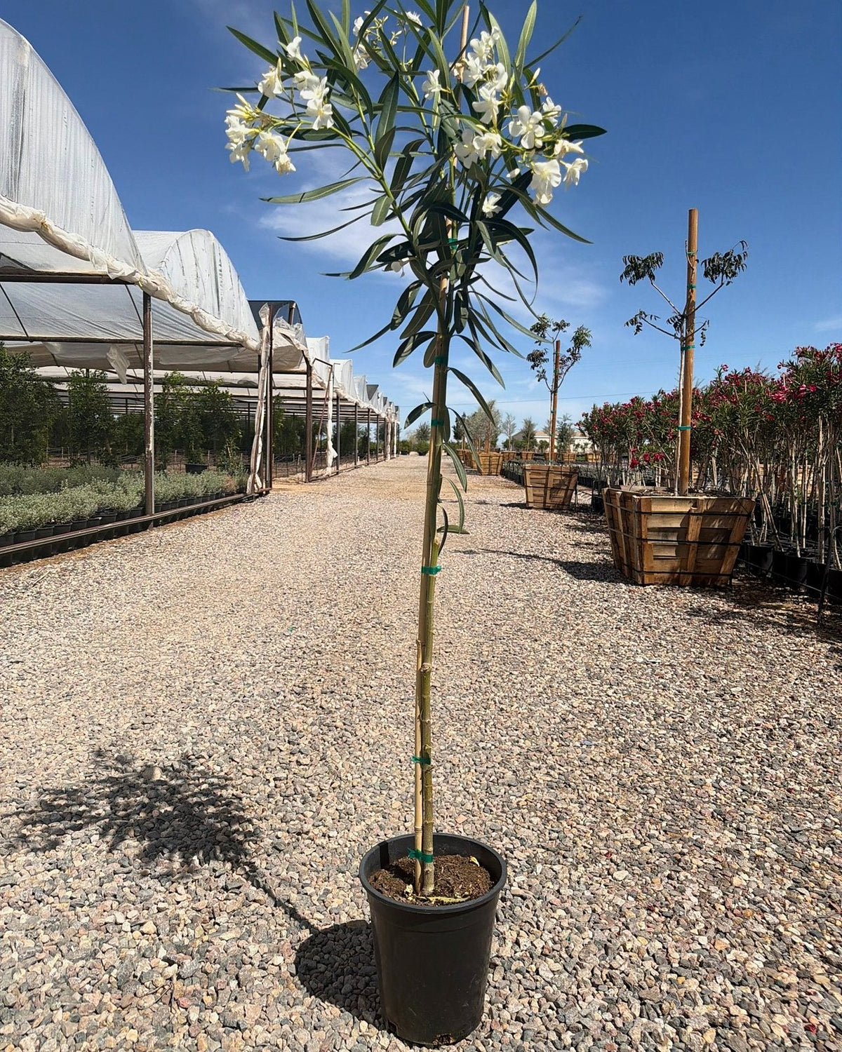 White Oleander Tree