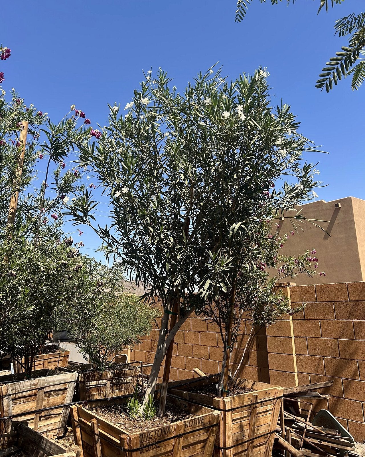 White Oleander Tree