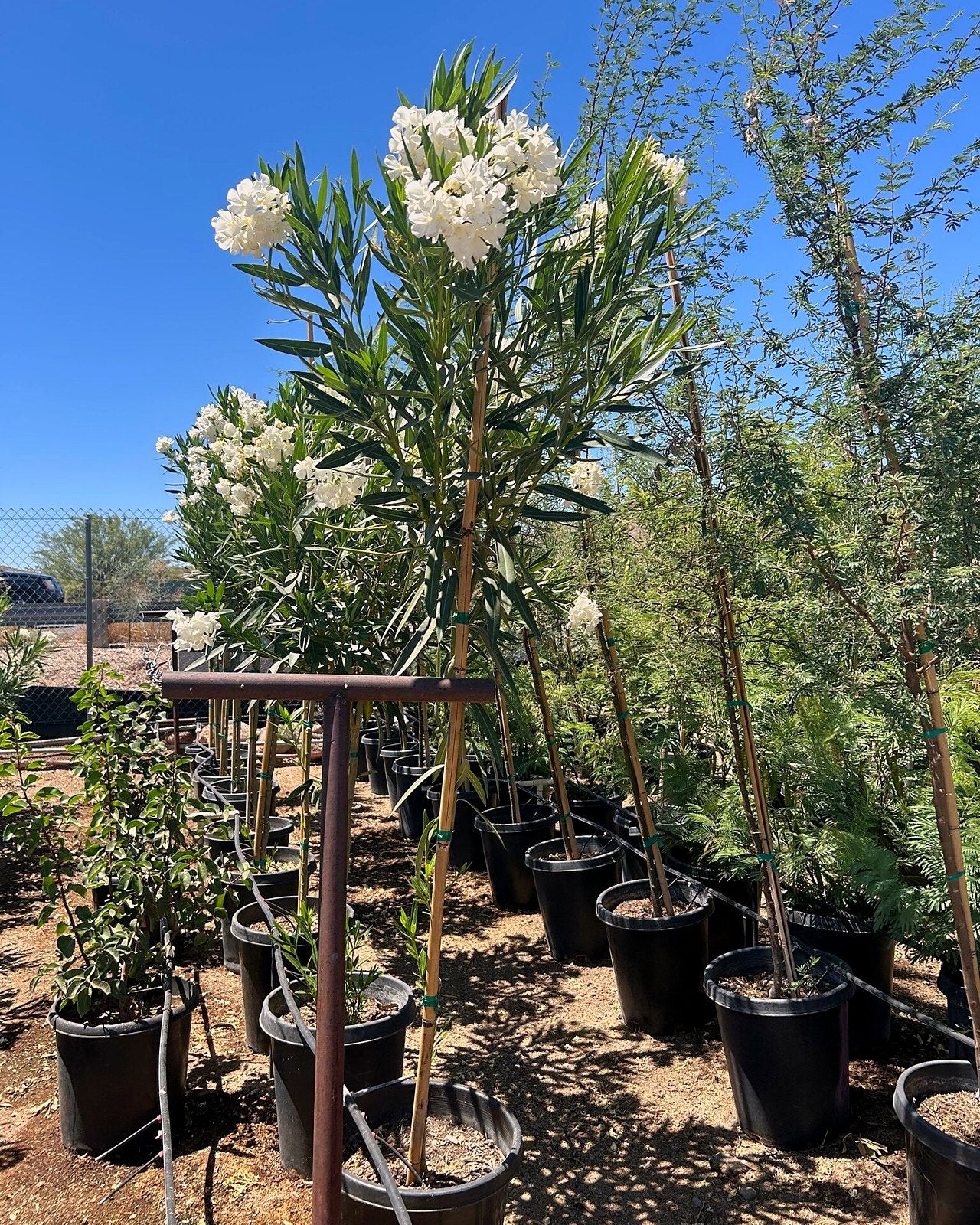 White Oleander Tree