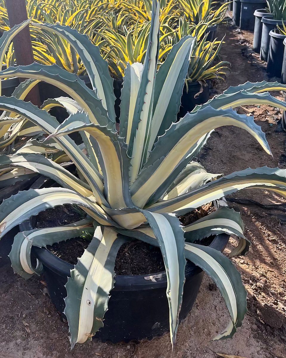 White striped century plant