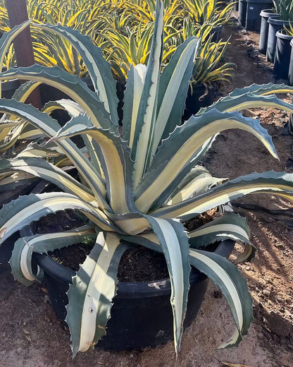White striped century plant
