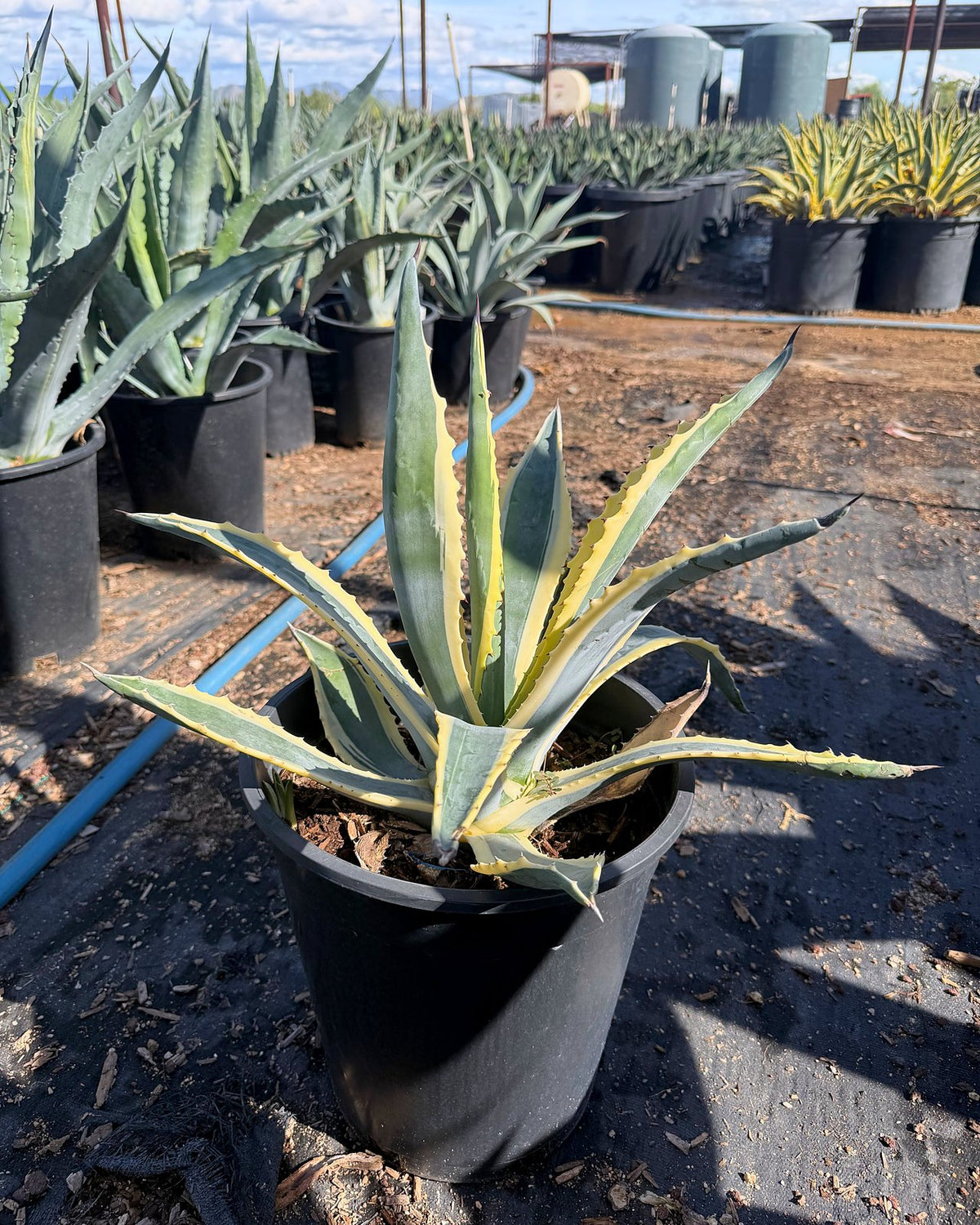 White striped century plant