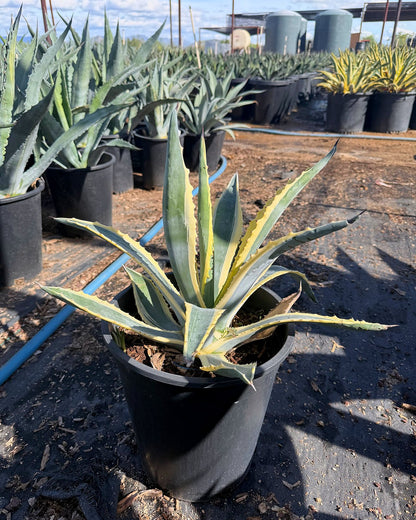 White striped century plant