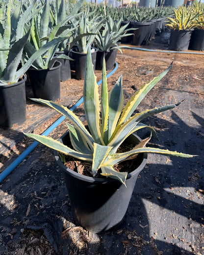 White striped century plant